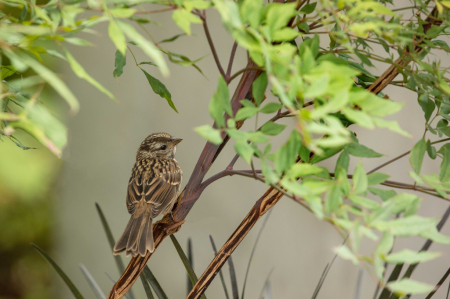 Bird in a Bush