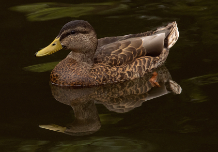 Mallard Reflection