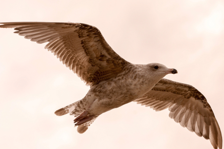 Gliding flight