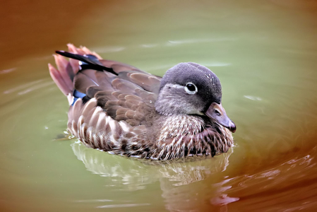 Young Mandarin Duck