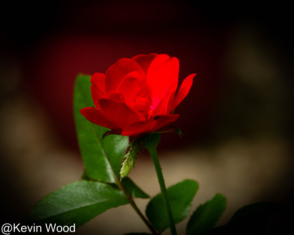 Red Rose