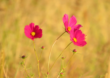 In The Field