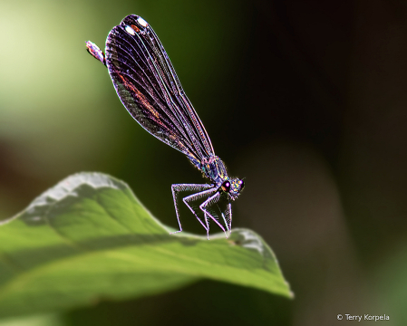 Dragonfly 