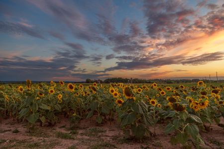 Fields of Gold at Sunset