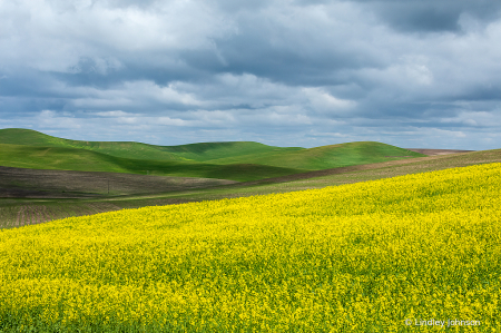 Canola Fields in the Palouse