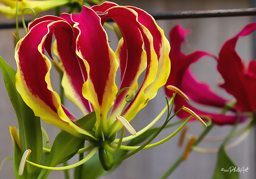 Lantern Lily