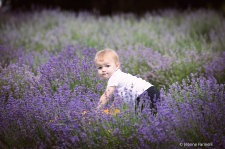 Lavender Fields and Tonka Trucks