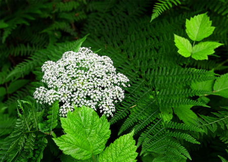 Queen Anne's Lace