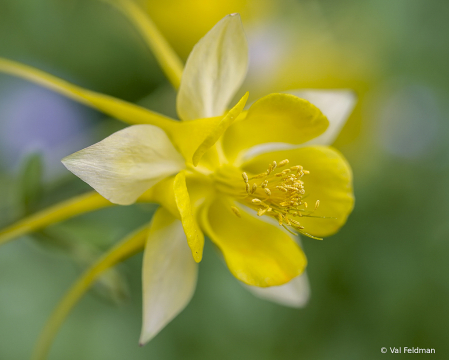 Yellow Queen Columbine