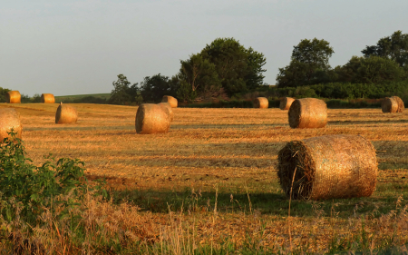 Bales In The Sun