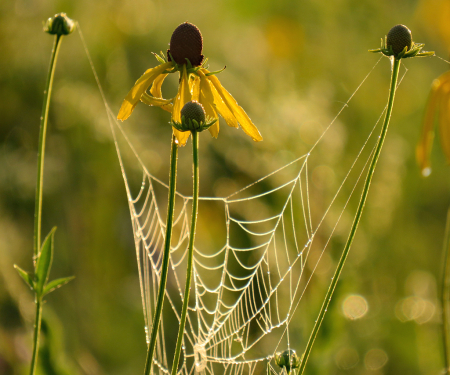 Web On The Prairie