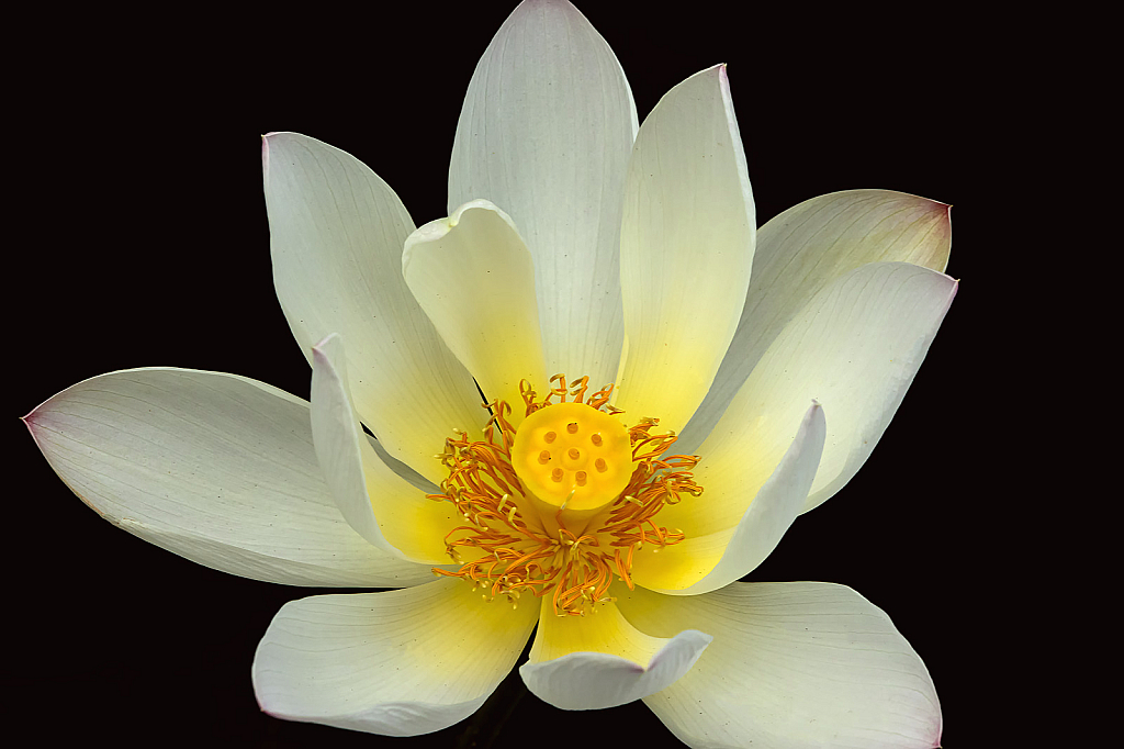 White Lotus