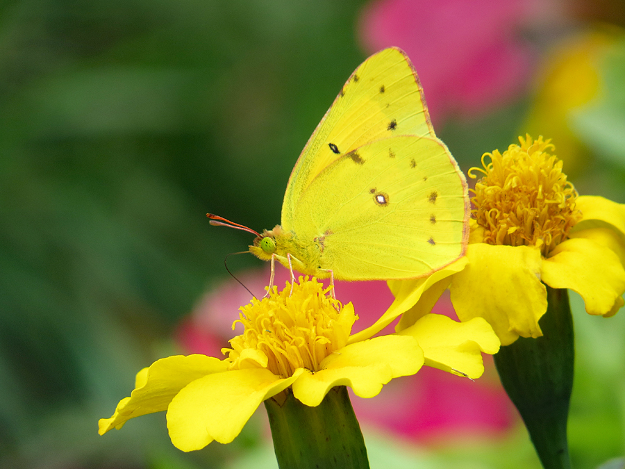 Yellow on Yellow