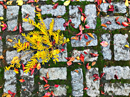 Pavement Design in Fall 