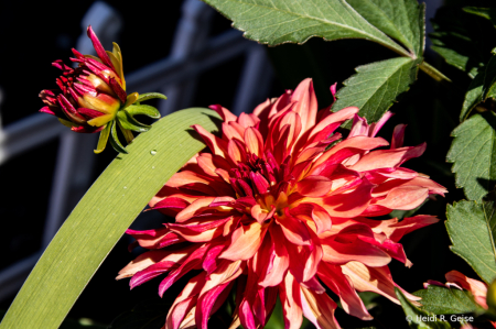 Dahlia in the Sun