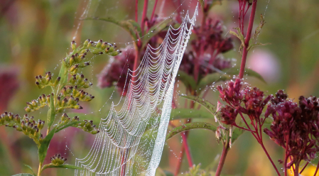 Draped Web With Wildflowers