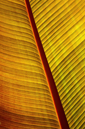 Colorful Frond