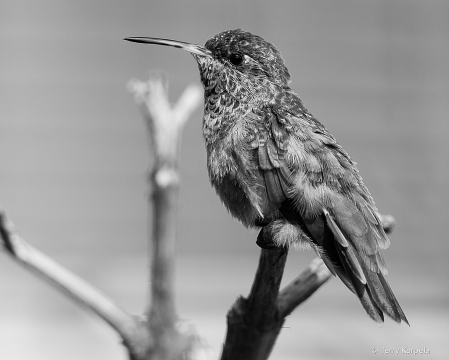 Emerald Hummingbird B&W