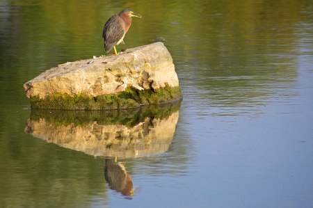 Green Heron