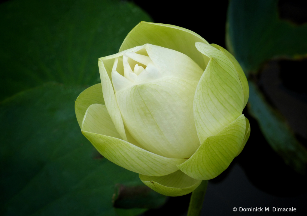 ~ ~ WHITE LOTUS ~ ~ 