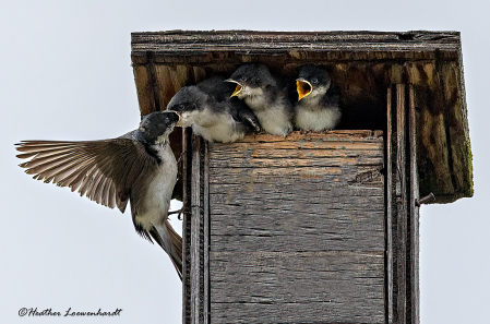 Hungry Mouths To Feed