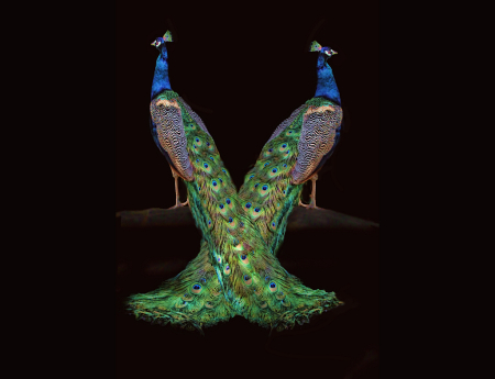 Peacocks