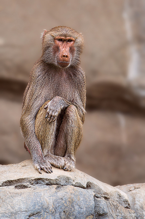 Hamadryas Baboon