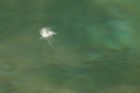 Feather in the Pond