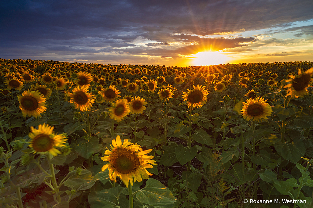 Waiting in the sunflowers for sunset - ID: 16020939 © Roxanne M. Westman
