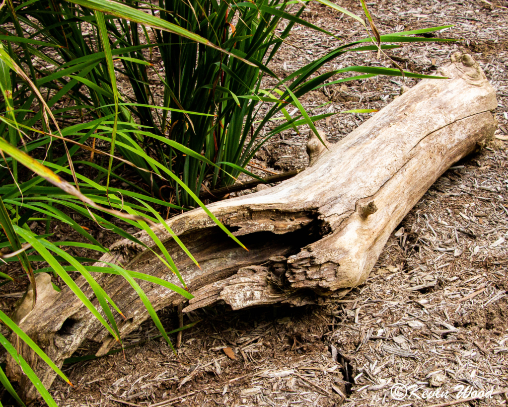 Washed up log