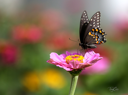 In My Zinnia Garden