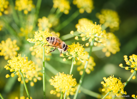 Busy Bee on Fennel