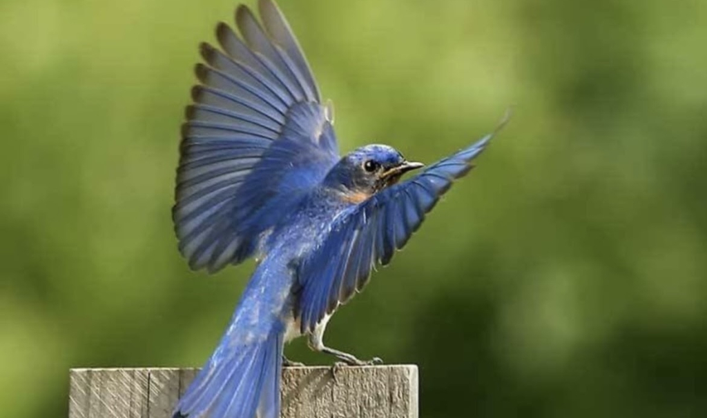 Blue Bird