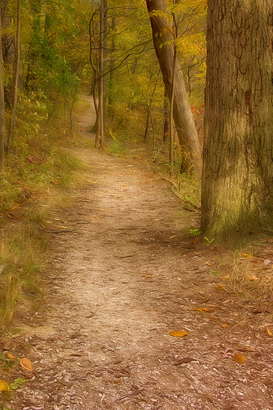 A Woodland Path