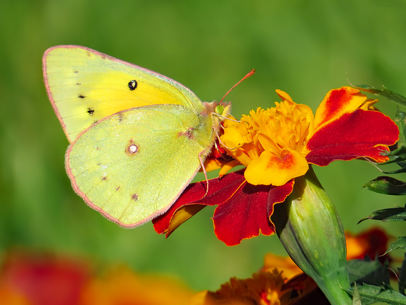 Yellow Butterfly