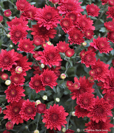 Red Mums