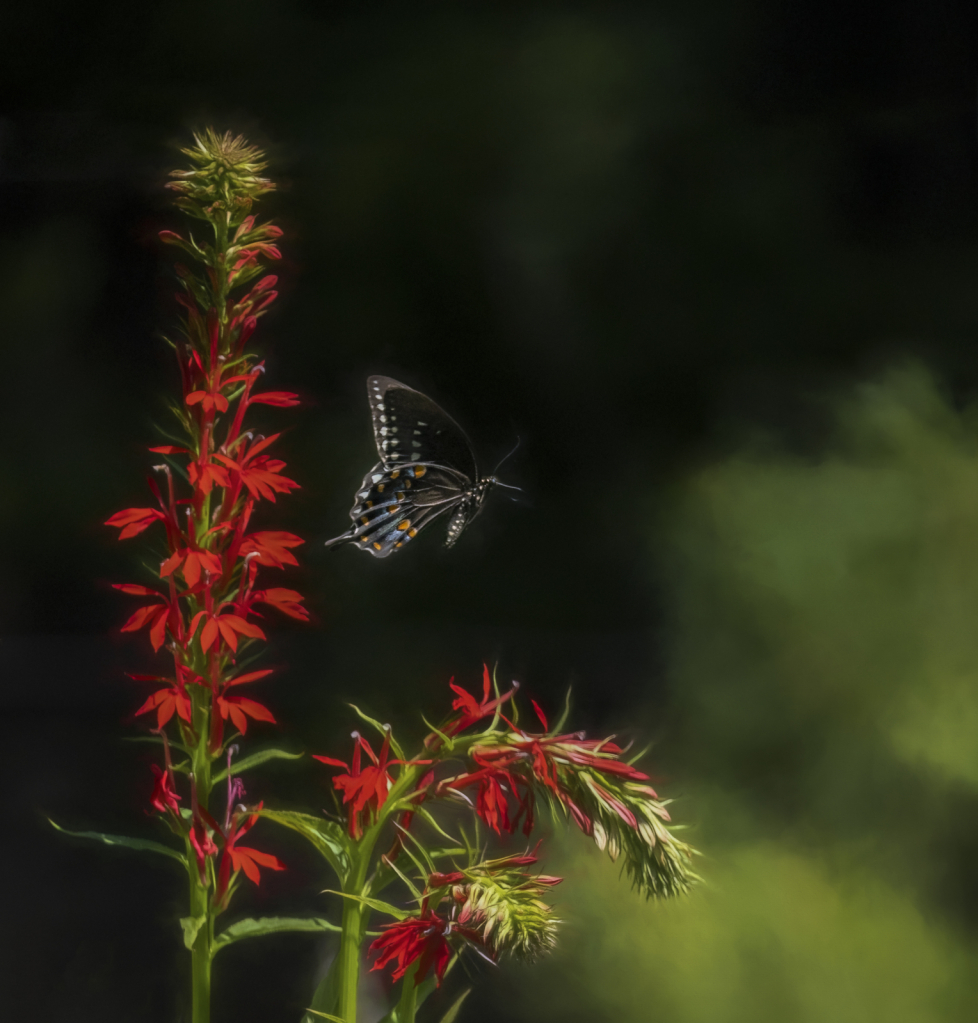 The Flight of the Butterfly