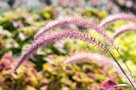 Fountain Grass