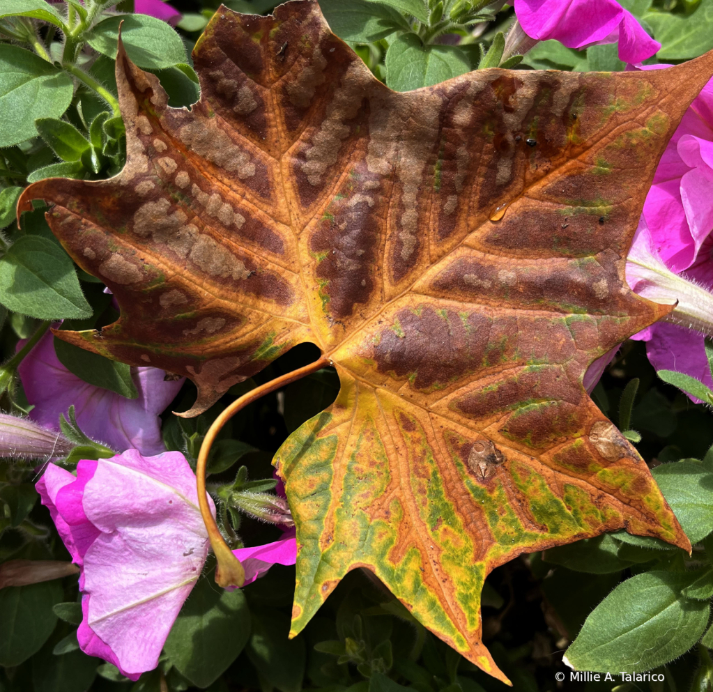 First Autumn Leaf