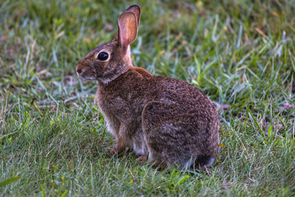 My Bunny Buddy!