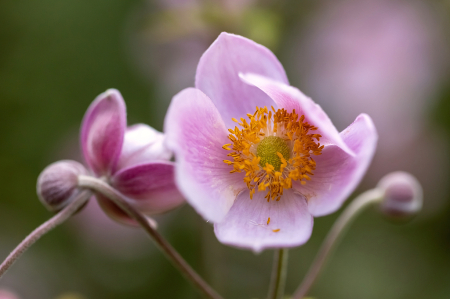 Japanese Anemone