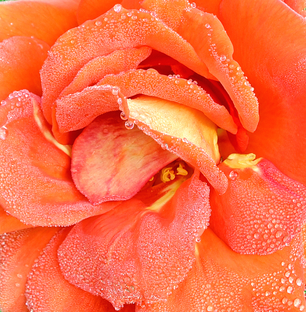 A nice Rose and morning Dew.