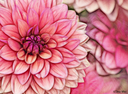 Pink Dahlia