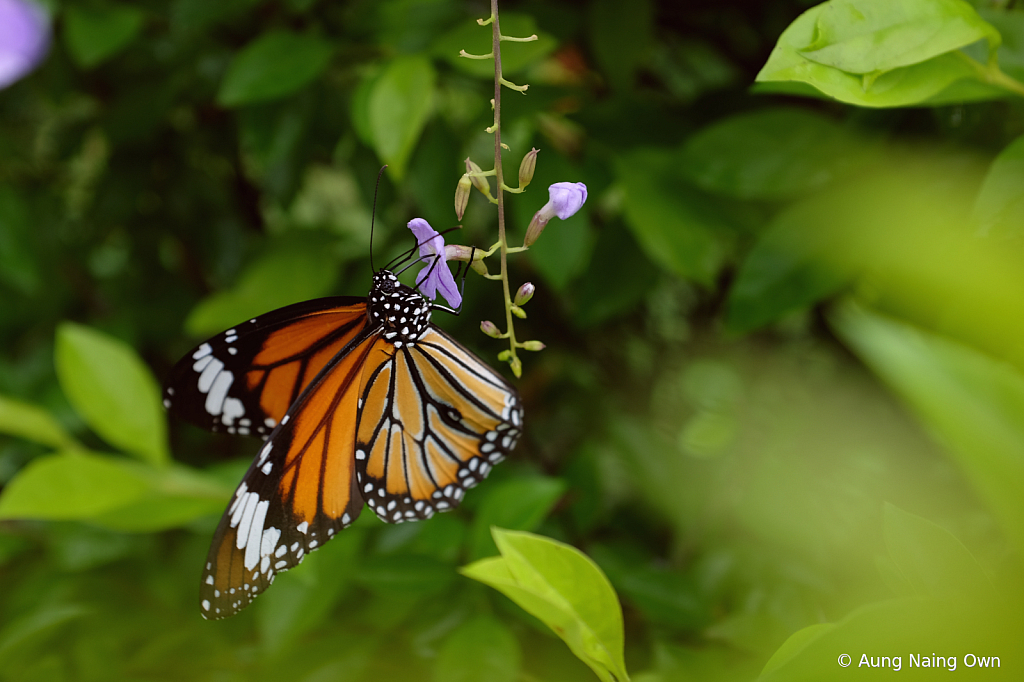 Pollination 