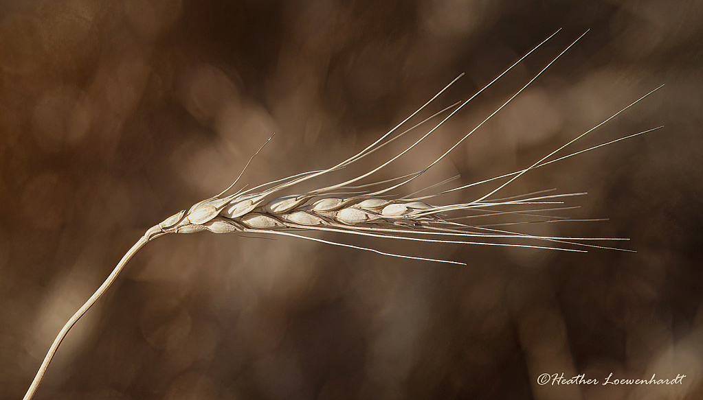 Ripening Wheat