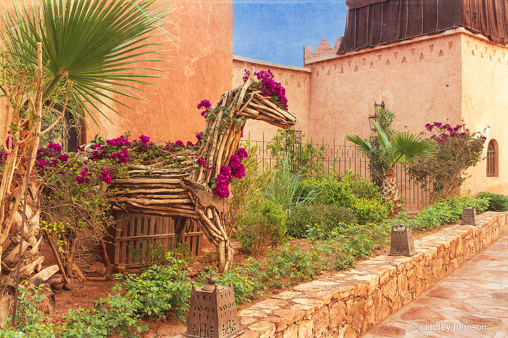 Garden in Morocco