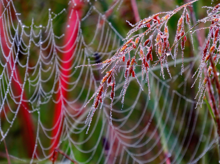 Wet Weed And Web