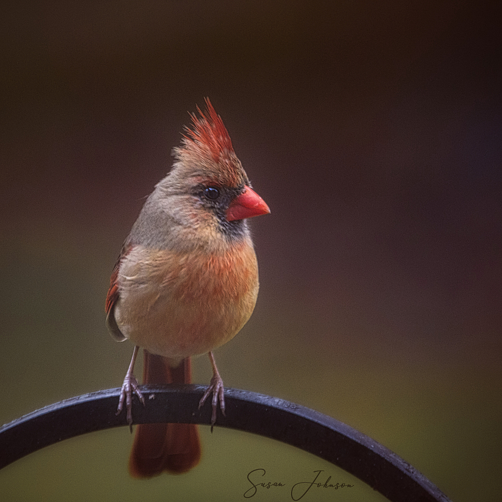 South Carolina Cardinal