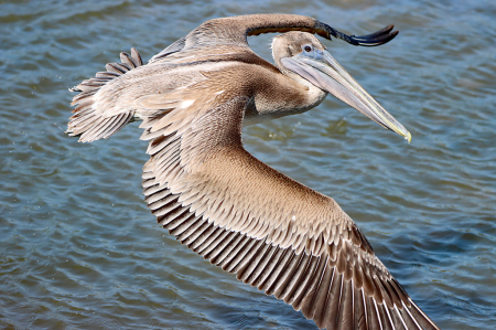 Brown Pelican