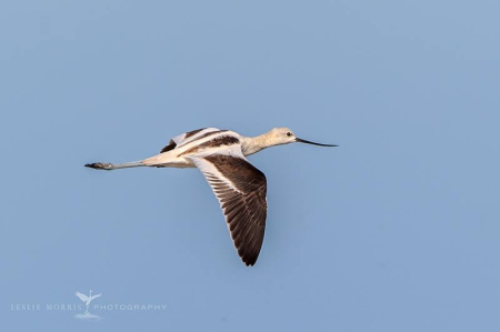 American Avocet